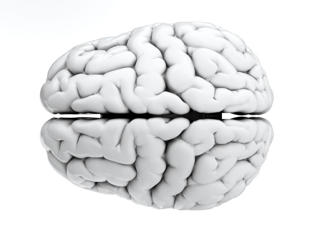 Фото мозгов на белом фоне