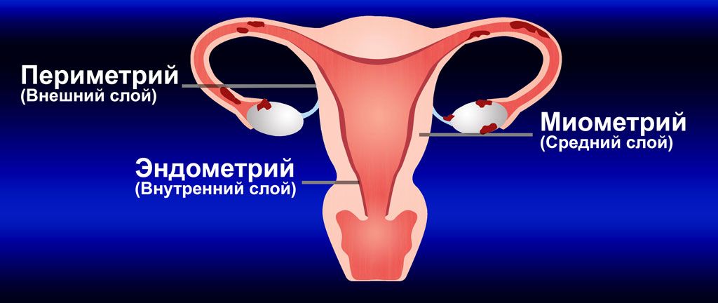 Женские эндометрии. Эндометрия периметрий миометрий. Внутренняя стенка матки. Эндометрий и миометрий матки.
