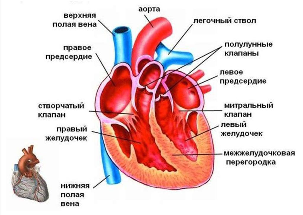 Человеческое сердце состоит из 4 камер; левых и правых верхних камер сердца — предсердий, и нижних — желудочков.