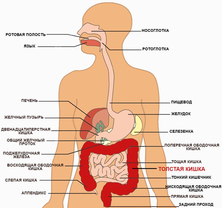 Толстый кишечник на фоне органов брюшной полости