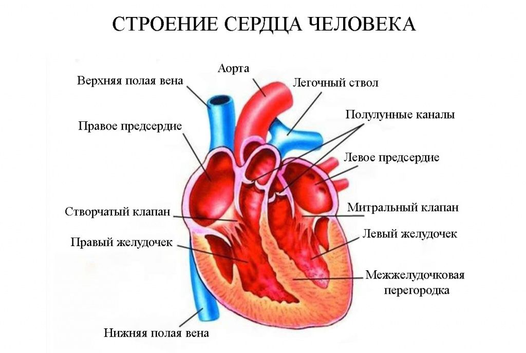 Строение сердца.jpg